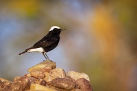 Belorit saharsky - Oenanthe leucopyga - White-crowned wheatear 1604